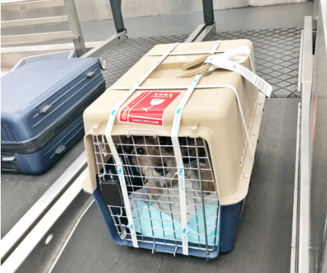 菏泽宠物托运 宠物托运公司 机场宠物托运 宠物空运